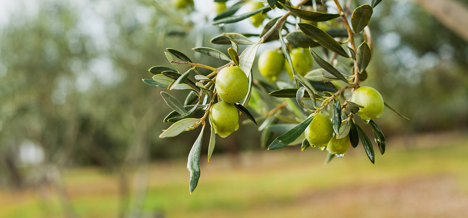 Vittorakis Olive Oil Mill